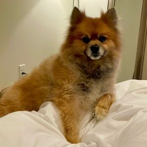 Meet your Posher, Ngan